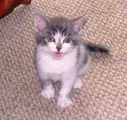 Photo of gray and white kitten.