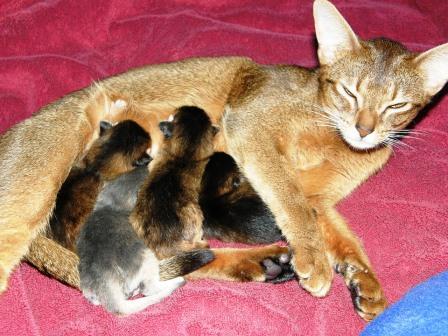 Photo of mom cat feeding kittens.