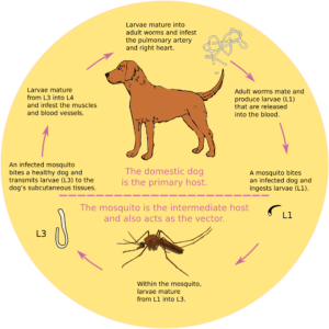 Grapic flow chart of dog heartworm cycle.