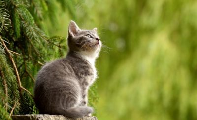 Gray kitten outdoors sitting on a stump.