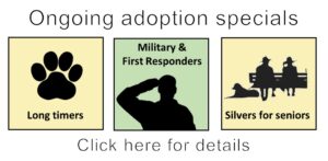 Ongoing adoption specials slider and link