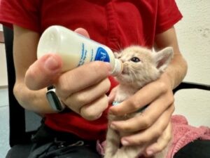 bottle feeding a kitten