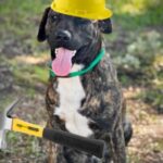 Dog with hardhat and hammer