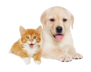 dog and cat graphic